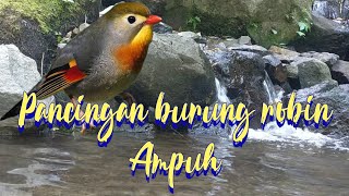 Download lagu Pancingan burung robin ampuh mp3 Download lagu Pancingan burung robin ampuh mp3