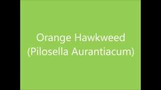A Sun Essence Remedy - Orange Hawkweed (Pilosella Aurantiacum)