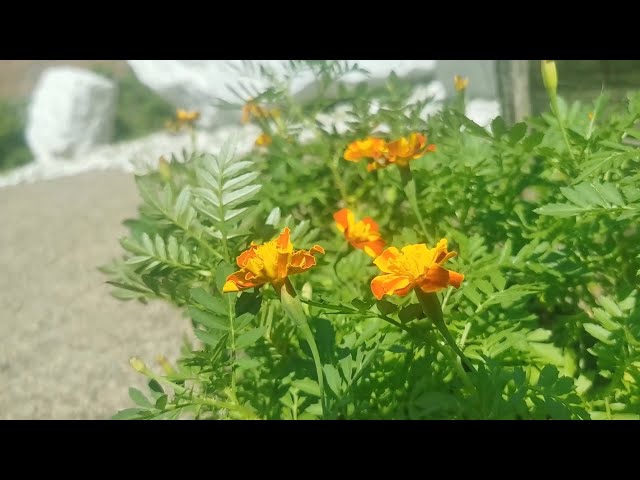 «Добрые дела с Росгвардией»