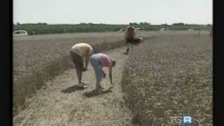 preview picture of video 'cerchio nel grano Sevegliano Bagnaria Arsa Palmanova UDINE 29-30? giugno 2010'