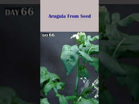 75 Days in 93 Sseconds - Arugula #timelaps #timelapsevideo #timelapse