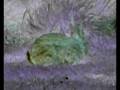 White Rabbit's Reprise
