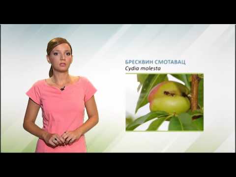 Zelena prognoza, 28.6.2016. - O breskvinom smotavcu