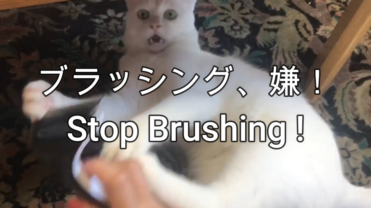 ブラッシング、嫌！Stop Brushing!