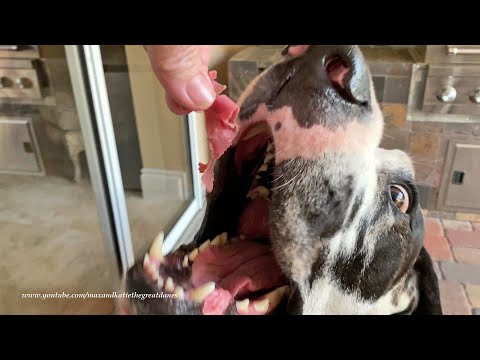 Funny Great Dane Loves Boars Head Corned Beef On Rye