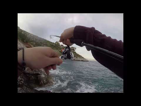 duo yurameki / dentex catch and release ..!