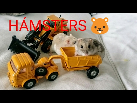 Funny Hamsters – A Cute And Funniest Hamster Videos Compilation || NEW HD