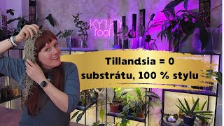 Airplant spray, výživa pro tillandsie