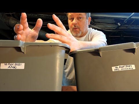 1st check on ANC worm bin since its launch 11 days ago - vermicomposting