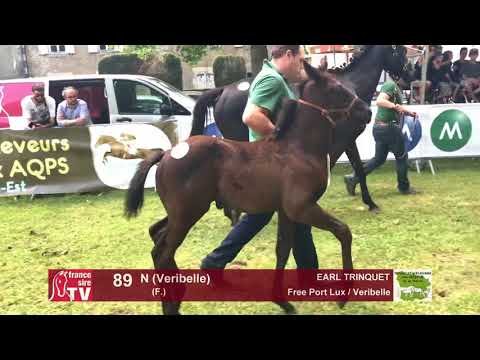 Sprinter Sacré Show 2018 : Lot 89 - N (Veribelle)
