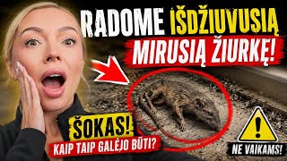 DSM. Pirmas video iš naujo telefono! 