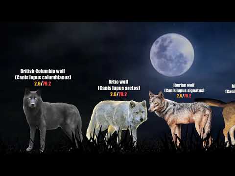 Timber Wolf Size How To Discuss