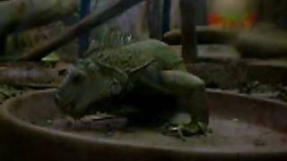 preview picture of video 'Butantan sp Calango Comendo - iguana'