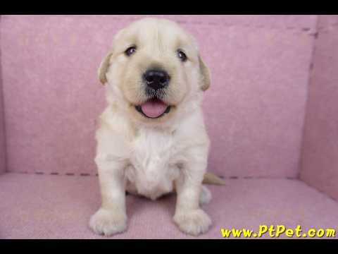 01/10黃金獵犬母幼犬2號(台南安平)