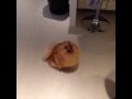 Zayn Malik and Perrie Edwards Dog HATCHI - YouTube