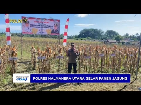 POLRES HALMAHERA UTARA MENGGELAR PANEN JAGUNG