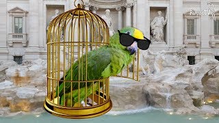 Как ухаживать за попугаями летом - часть 2