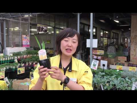 穀物とトウモロコシの穂を使った装飾: 7 つの素晴らしいアイデア ライフスタイル