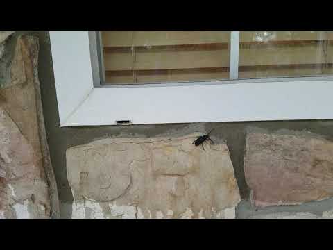 Beetle Invasion in Howell, NJ