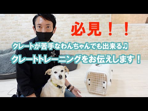 犬を輸送用クレートに慣れさせる方法