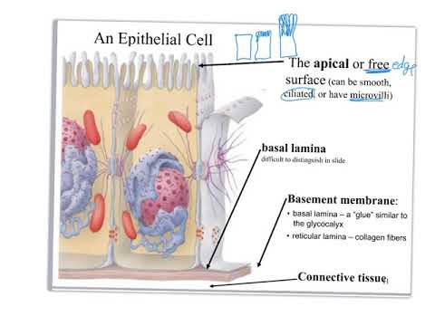 2210 Ch05 pt1 Hist Intro thru Simple Epithelia
