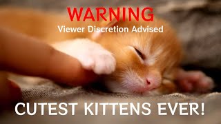 Will this Maine Coon Kitten Survive?