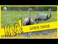 HEA! Emoes in Roodkerk