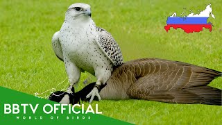 Download lagu Birds Of Russia | Most Beautiful Birds Found in Russia You’ll Be Surprised! | BBTV  mp3
