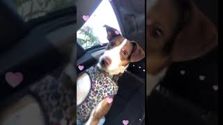 Beagle-Harrier Puppies Videos