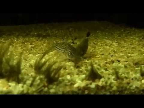 Corydoras julii in cerca di cibo