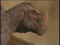 Dinosaur Vhs Commercial 2001