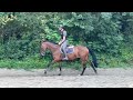 Jolie jument kwpn de 12 ans +-1m68
