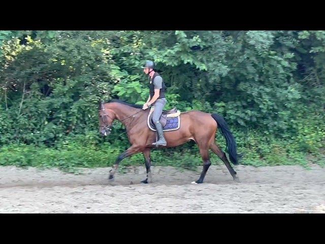 Yegua KWPN Caballo de Deporte Neerland&eacute;s En venta 2014 Bayo