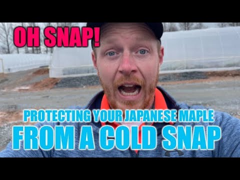 Protecting Your Japanese Maple During A Cold Snap - JAPANESE MAPLES