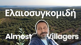 Υγρός Χρυσός: Άρχισε η συγκομιδή της ελιάς | Μεσσηνία