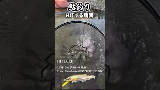 【アユイング】ドリフトから探る #daiwa #アユルアー #ダイワ #鮎釣り #初心者