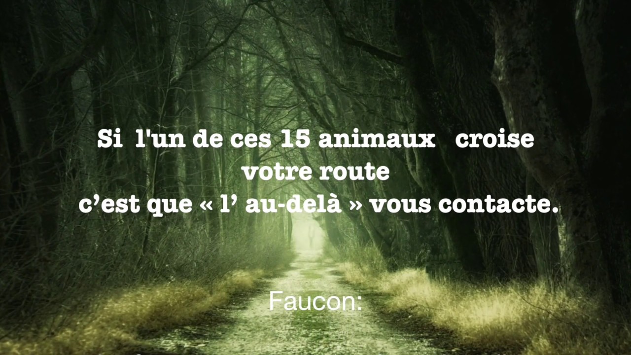 Si l’un de ces 15 animaux croisent votre route, c’est que « l’ au-delà » vous contacte