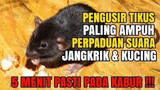 Download lagu PENGUSIR TIKUS PALING AMPUH, KOLABORASI JANGKRIK DAN KUCING mp3