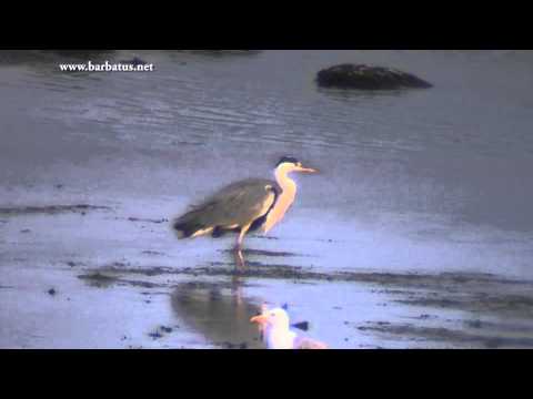 Garza real ( Ardea cinerea ) Grey Heron