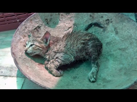 Saving a dying tiny kitten.