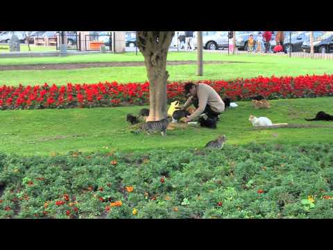 Miraflores, The Cats of Parque Kennedy , Lima, Peru