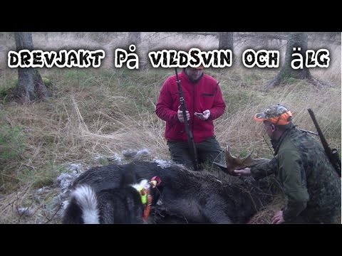drevjakt på vildsvin och älg
