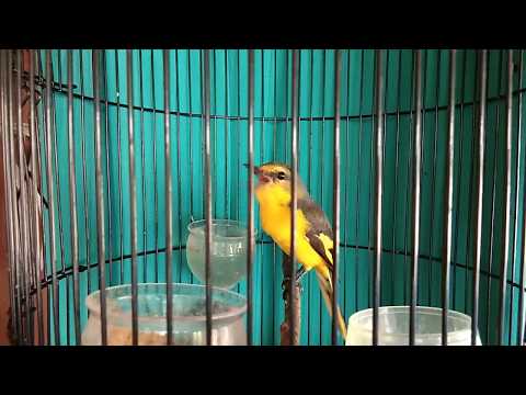 Mantenan Novyj Trend Smotret Onlajn Na Sajte Trendovi Ru