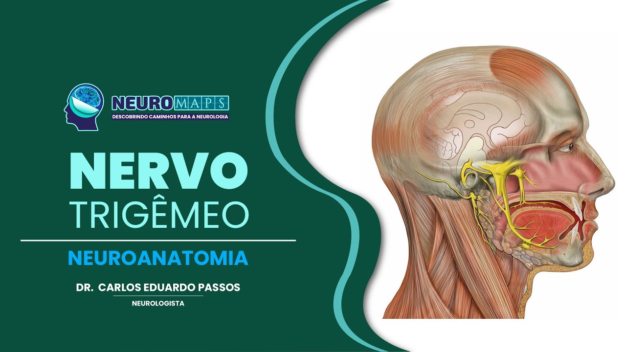 Nervo trigêmeo: anatomia, núcleos, ramos e função