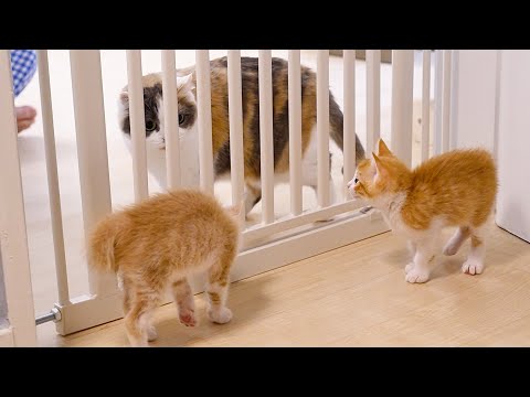 처음 아기 고양이들을 만난 7살 고양이 그런데 의외의 반응이...!!