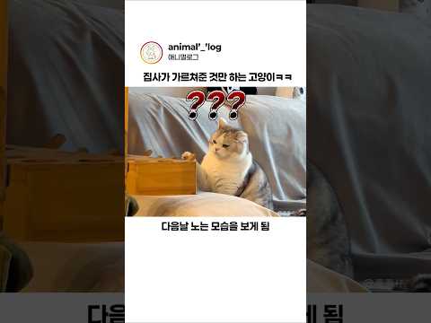 입력값대로만 움직이면 생기는 일 #동물 #고양이