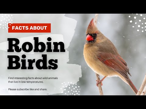 Things you need to know about ROBINS! | Robin birds