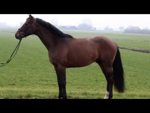 Cas (Cascadello I X Caretino)