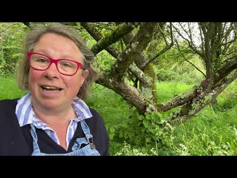 How to move Bluebells ‘in the green.’