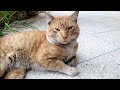 Old Yellow Cat Attacked By The Hungry Gray Cat